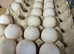 Khaki Campbell Hatching Eggs x 6