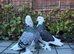 4 west of england pigeons