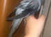 BABY INDIAN RING NECK FULLY TAMED AND FRIENDLY REDUCED £450