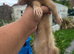 3 lovely ferret for sale