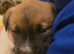 Beautiful puppies
