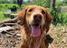 Golden Retriever Puppies 3 Girls & 2 Boys NOW HERE!