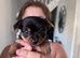 5 Yorkshire terrier puppies READY FRIDAY