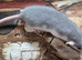 Baby Dumbo Rats