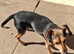 Jackshund female