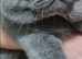 British Blue shorthair stud