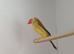 Priven pair of Pied star finches
