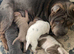 Shar pei puppies