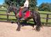 14.2hh 6 year old mare