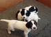 KC reg springer spaniel pups