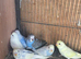 Baby budgies