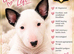 Beautiful English Bull Terrier Puppies