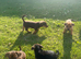 Gorgeous jack russell puppies