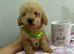 Toy poodles puppies ready Now! Only one left
