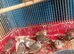 Budgies and zebra finches for sale