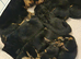 5 beautiful girl rottweiler pups