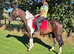 15.3hh Trotter x Cob 6 years old