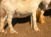 Palamino cob foal