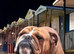 *STUNNING STANDARD KC REGISTERED STUD*
