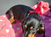 M&eacute;dium sized short legged Dachshund puppies