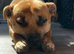 Staffordshire bull terrier puppies