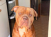 4 Year Old American Bulldog