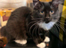 Κittens for sale
