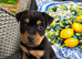 Beautiful Jack russel puppies