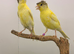 X2 nice canary’s this year