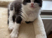 Persian ragdoll cross