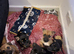 Puppies ready to take
