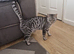 3 year old Bengal female