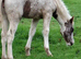 Beautiful Appaloosa Filly Foal