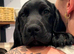 Springer x Mastiff