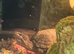 Musk turtle