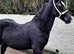 Beautiful Black Welsh Section D Yearling Gelding