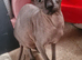 Sphinx Canadian
