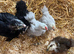 Bantam and silkie chicks