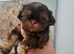 Kc quality Imperial shih tzu