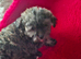 Toy poodle x chihuahua