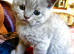 We have 5 Pure breed Scottish Fold kittens!