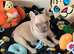 1 male frenchie puppy left