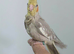 Hand Reared silly tame baby cockatiels with DNA