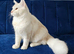 Maine Coon Shaded lines