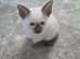 Beautiful pure siamese kittens