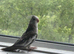 Baby cockatiel birds