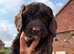 Beautiful female chocolate cockapoo