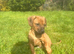 Ridgeback cross spaniel (cocker ridge)