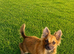 POMCHI