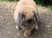 Beautiful female mini lop